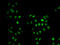 Mortality Factor 4 Like 1 antibody, STJ29151, St John