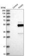 Fc Fragment Of IgM Receptor antibody, PA5-52019, Invitrogen Antibodies, Western Blot image 