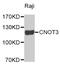 CCR4-NOT Transcription Complex Subunit 3 antibody, MBS128586, MyBioSource, Western Blot image 