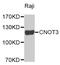 CCR4-NOT Transcription Complex Subunit 3 antibody, MBS128586, MyBioSource, Western Blot image 