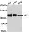 Vav Guanine Nucleotide Exchange Factor 1 antibody, A0770, ABclonal Technology, Western Blot image 