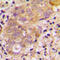 Transforming Growth Factor Beta 3 antibody, LS-C352928, Lifespan Biosciences, Immunohistochemistry paraffin image 