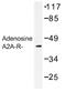 Adenosine A2a Receptor antibody, AP01259PU-N, Origene, Western Blot image 