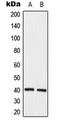 ELAV Like RNA Binding Protein 2 antibody, orb224165, Biorbyt, Western Blot image 