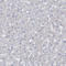 Collagen Type XIII Alpha 1 Chain antibody, HPA050392, Atlas Antibodies, Immunohistochemistry frozen image 