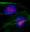 CD3e Molecule Associated Protein antibody, A301-295A, Bethyl Labs, Immunofluorescence image 