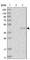 Proline Rich Nuclear Receptor Coactivator 1 antibody, HPA029839, Atlas Antibodies, Western Blot image 