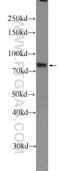 Intermediate Filament Family Orphan 1 antibody, 16041-1-AP, Proteintech Group, Western Blot image 