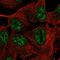 Transmembrane Protein 101 antibody, HPA039739, Atlas Antibodies, Immunofluorescence image 