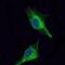 Oligodendrocyte Transcription Factor 2 antibody, MA5-15810, Invitrogen Antibodies, Immunofluorescence image 