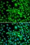 SET Domain Containing 5 antibody, LS-C346401, Lifespan Biosciences, Immunofluorescence image 
