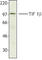 Tripartite Motif Containing 28 antibody, 619301, BioLegend, Western Blot image 