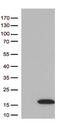 Diazepam Binding Inhibitor, Acyl-CoA Binding Protein antibody, M01267, Boster Biological Technology, Western Blot image 