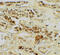 Telomeric Repeat Binding Factor 2 antibody, 7727, ProSci, Immunohistochemistry frozen image 
