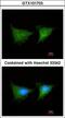 Phosphogluconate Dehydrogenase antibody, LS-C185424, Lifespan Biosciences, Immunocytochemistry image 