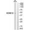 Potassium Two Pore Domain Channel Subfamily K Member 12 antibody, A14172, Boster Biological Technology, Western Blot image 