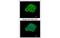 Mitogen-Activated Protein Kinase Kinase Kinase Kinase 5 antibody, MBS835550, MyBioSource, Immunofluorescence image 