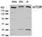 Serine/threonine-protein kinase mTOR antibody, AP08060PU-N, Origene, Western Blot image 