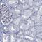 Atypical Chemokine Receptor 1 (Duffy Blood Group) antibody, HPA017672, Atlas Antibodies, Immunohistochemistry frozen image 