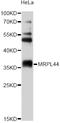 Mitochondrial Ribosomal Protein L44 antibody, STJ26978, St John