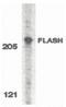 Caspase 8 Associated Protein 2 antibody, PA5-19954, Invitrogen Antibodies, Western Blot image 