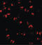 TNF Alpha Induced Protein 2 antibody, LS-C153659, Lifespan Biosciences, Immunofluorescence image 