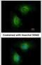 Cytochrome P450 Family 1 Subfamily B Member 1 antibody, PA5-28040, Invitrogen Antibodies, Immunofluorescence image 