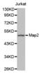MAP2 antibody, abx002330, Abbexa, Western Blot image 
