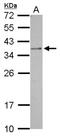Orthopedia Homeobox antibody, NBP2-19642, Novus Biologicals, Western Blot image 
