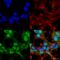 Phytanoyl-CoA 2-Hydroxylase antibody, SMC-472D-RPE, StressMarq, Immunocytochemistry image 