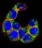 Mucin 20, Cell Surface Associated antibody, LS-B15861, Lifespan Biosciences, Immunofluorescence image 