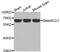 SWI/SNF Related, Matrix Associated, Actin Dependent Regulator Of Chromatin, Subfamily D, Member 1 antibody, MBS126509, MyBioSource, Western Blot image 