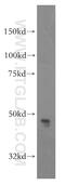Cell Adhesion Molecule 3 antibody, 15660-1-AP, Proteintech Group, Western Blot image 