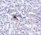 Zinc transporter ZIP11 antibody, A13919, Boster Biological Technology, Immunohistochemistry paraffin image 