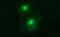 Matrix Metallopeptidase 13 antibody, LS-C788267, Lifespan Biosciences, Immunofluorescence image 