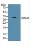 CD16 antibody, LS-C298444, Lifespan Biosciences, Western Blot image 