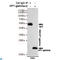 Chromobox 3 antibody, LS-C812998, Lifespan Biosciences, Immunoprecipitation image 
