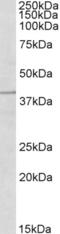 Tripartite Motif Containing 5 antibody, AHP1582, Bio-Rad (formerly AbD Serotec) , Immunohistochemistry paraffin image 