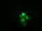 Heat Shock Protein Family A (Hsp70) Member 6 antibody, GTX84333, GeneTex, Immunofluorescence image 
