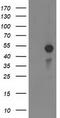Myocyte Enhancer Factor 2C antibody, CF502628, Origene, Western Blot image 