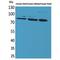 Cullin 4B antibody, LS-C386947, Lifespan Biosciences, Western Blot image 