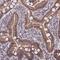 Cytochrome P450 Family 2 Subfamily R Member 1 antibody, HPA042949, Atlas Antibodies, Immunohistochemistry frozen image 