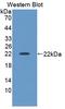 Inhibin Subunit Beta A antibody, LS-C689768, Lifespan Biosciences, Western Blot image 