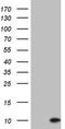 Pyrin domain-containing protein 1 antibody, LS-C798079, Lifespan Biosciences, Western Blot image 