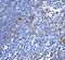 Programmed Cell Death 1 antibody, A00178, Boster Biological Technology, Immunohistochemistry frozen image 