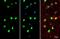 SWI/SNF Related, Matrix Associated, Actin Dependent Regulator Of Chromatin, Subfamily A, Member 2 antibody, GTX133724, GeneTex, Immunofluorescence image 