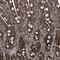 Spastin antibody, NBP1-90230, Novus Biologicals, Immunohistochemistry paraffin image 