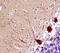 Serine/threonine-protein kinase PAK 7 antibody, MAB4696, R&D Systems, Immunohistochemistry paraffin image 