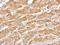 Serpin Family A Member 7 antibody, NBP1-32963, Novus Biologicals, Immunohistochemistry paraffin image 