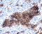 Kallikrein Related Peptidase 6 antibody, AF2008, R&D Systems, Immunohistochemistry frozen image 